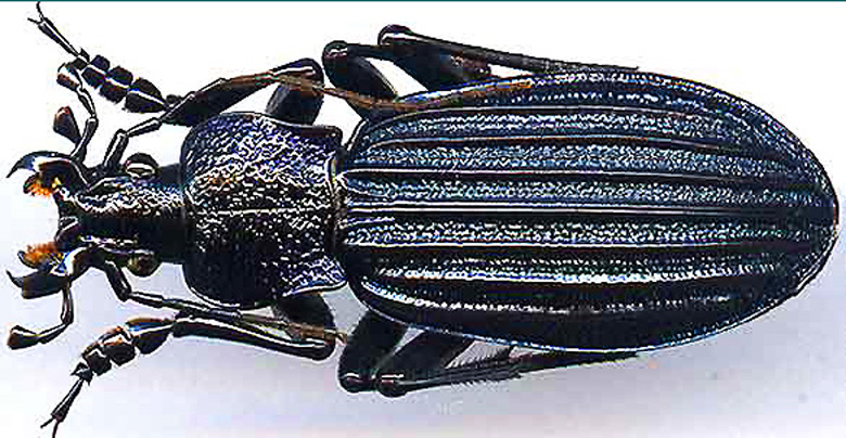 http://www.gorodinski.ru/carabus/Megodontus septemcarinatus.jpg